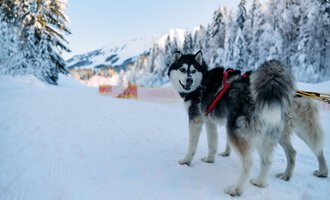 A Siberian Husky stands on a snowy path. In the background, snow-covered trees and mountains can be seen. | © Kleinwalsertal Tourismus | Oliver Farys