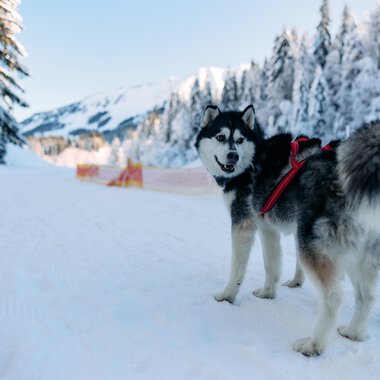A Siberian Husky stands on a snowy path. In the background, snow-covered trees and mountains can be seen. | © Kleinwalsertal Tourismus | Oliver Farys