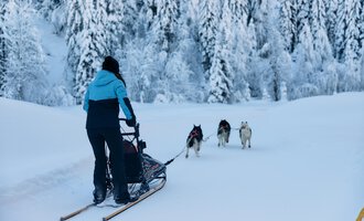 A person is pulling a sled through the snowy landscape. In the background, there are snow-covered trees and a group of sled dogs visible. | © Kleinwalsertal Tourismus | Oliver Farys