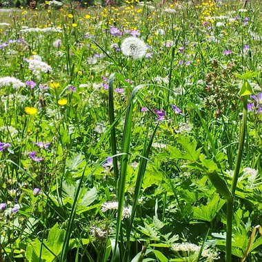 A blooming meadow with colorful wildflowers and grass. In the foreground, dandelions and other plants can be seen. | © Susanne Tiefenbacher