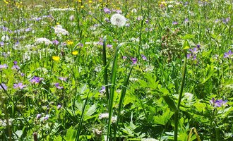 Eine blühende Wiese mit bunten Wildblumen und Gras. Im Vordergrund sind Löwenzahn und andere Pflanzen zu sehen. | © Susanne Tiefenbacher
