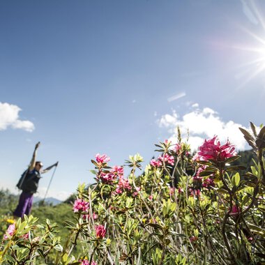 Eine Wandererin steht inmitten von bunten Blumen unter einem strahlenden Sonnenlicht. Der Himmel ist blau mit wenigen Wolken. | © Kleinwalsertal Tourismus | Dominik Berchtold