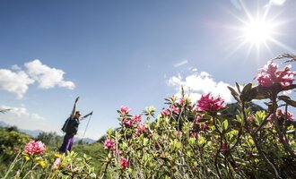 A hiker stands amidst colorful flowers under bright sunlight. The sky is blue with a few clouds. | © Kleinwalsertal Tourismus | Dominik Berchtold