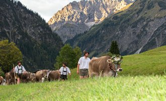 A group of people is herding cows across a green meadow in the mountains. The landscape is surrounded by majestic mountains, and the atmosphere is rural and peaceful. | © Kleinwalsertal Tourismus | Frank Drechsel