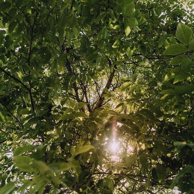Ein Blick von unten durch die grünen Blätter eines Baumes. Die Sonne scheint durch das Laub und schafft eine friedliche Atmosphäre. | © Das Naturhotel Chesa Valisa****s