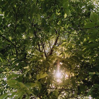 A view from below through the green leaves of a tree. The sun shines through the foliage and creates a peaceful atmosphere. | © Das Naturhotel Chesa Valisa****s