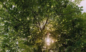 A view from below through the green leaves of a tree. The sun shines through the foliage and creates a peaceful atmosphere. | © Das Naturhotel Chesa Valisa****s