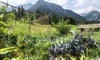 A lush garden with various plants and vegetables, surrounded by mountains. The sky is clear and the natural setting is green and inviting. | © Kleinwalsertal Tourismus | Dominik Berchtold