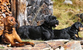 Drei Hunde liegen entspannt im Freien. Sie genießen die Sonne vor einem Hintergrund aus Holzstapeln und Natur. | © S&H Hundewelt Wandertouren GmbH