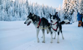 Two huskies are standing in the snow, ready for a sledding adventure. The surroundings are wintry with snow-covered trees in the background. | © Kleinwalsertal Tourismus | Oliver Farys
