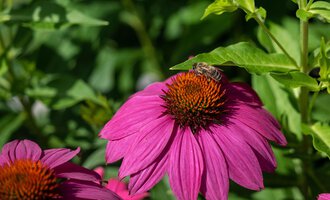A beautiful pink flower with a brown center. A bee is sitting on it. | © Kleinwalsertal Tourismus | Andre Tappe