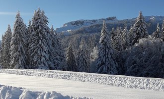A snowy landscape with tall, snow-covered trees. The sky is bright blue and the mountains in the background are visible.