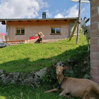 A rural scene with a wooden house and a green meadow. Two goats and a cow relax in front of the building. | © Zwerenalphütte | Patricia Rinner