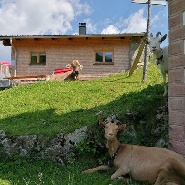 A rural scene with a wooden house and a green meadow. Two goats and a cow relax in front of the building. | © Zwerenalphütte | Patricia Rinner