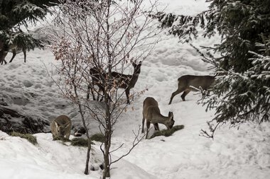 © Kleinwalsertal Tourismus eGen • Photographer: Andre Tappe