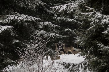 © Kleinwalsertal Tourismus eGen • Photographer: Andre Tappe