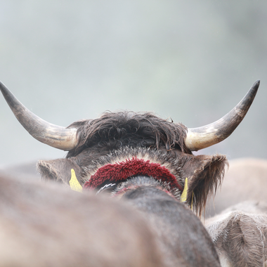 © Kleinwalsertal Tourismus eGen • Photographer: Frank Drechsel