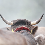 © Kleinwalsertal Tourismus eGen • Photographer: Frank Drechsel