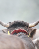 © Kleinwalsertal Tourismus eGen • Photographer: Frank Drechsel