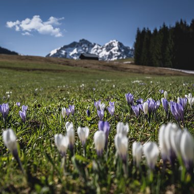 © Kleinwalsertal Tourismus eGen • Photographer: Robert Niederwolfsgruber