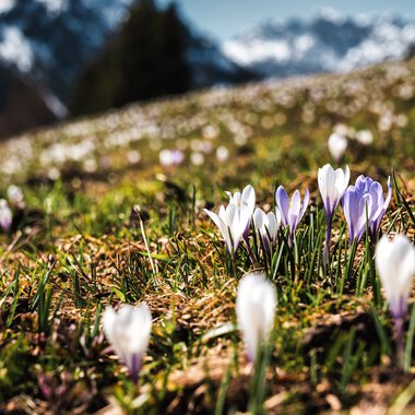 © Kleinwalsertal Tourismus eGen • Photographer: Robert Niederwolfsgruber