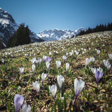 © Kleinwalsertal Tourismus eGen • Photographer: Robert Niederwolfsgruber