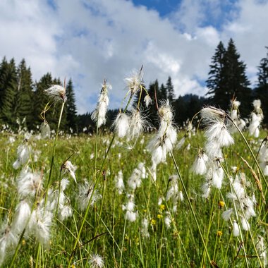 © Kleinwalsertal Tourismus eGen