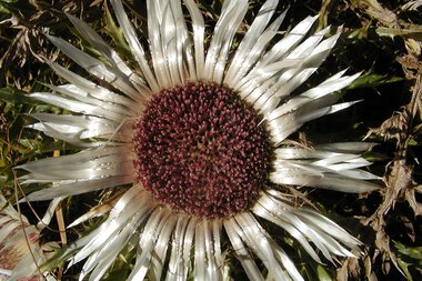 © Kleinwalsertal Tourismus eGen