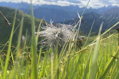 © Kleinwalsertal Tourismus eGen • Photographer: Jasmin Gabler