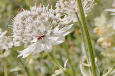 © Kleinwalsertal Tourismus eGen