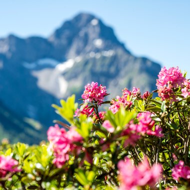 © Kleinwalsertal Tourismus eGen • Photographer: Dominik Berchtold