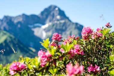© Kleinwalsertal Tourismus eGen • Photographer: Dominik Berchtold