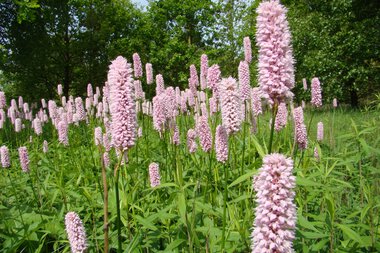 © Kleinwalsertal Tourismus eGen