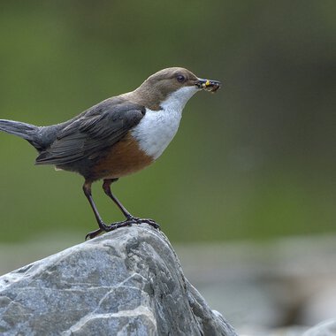 © Kleinwalsertal Tourismus eGen • Photographer: Heinz Sternke