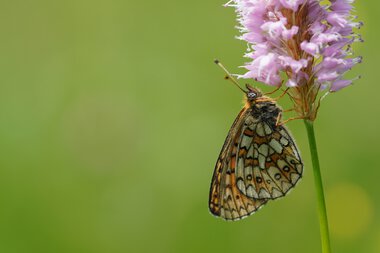 © Kleinwalsertal Tourismus eGen • Photographer: Petra Schattanek