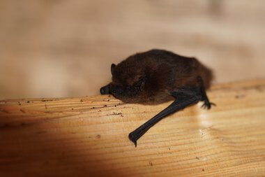 © Kleinwalsertal Tourismus eGen • Photographer: Petra Schattanek