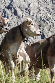 © Kleinwalsertal Tourismus eGen • Photographer: Frank Drechsel