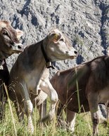 © Kleinwalsertal Tourismus eGen • Photographer: Frank Drechsel