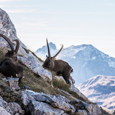 © Kleinwalsertal Tourismus eGen • Photographer: Frank Drechsel
