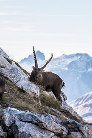 © Kleinwalsertal Tourismus eGen • Photographer: Frank Drechsel