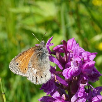 © Kleinwalsertal Tourismus eGen • Photographer: Petra Schattanek