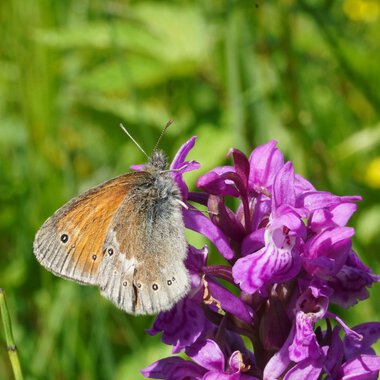 © Kleinwalsertal Tourismus eGen • Photographer: Petra Schattanek